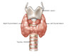 Thyroid Anatomy, Illustration Poster Print by Gwen Shockey/Science Source - Item # VARSCIJC1019