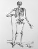 Human Skeletal Anatomy, 16th Century Poster Print by Science Source - Item # VARSCI9N0093