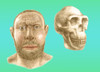 Homo erectus skull and facial reconstruction Poster Print by Spencer Sutton/Science Source - Item # VARSCIBT7332