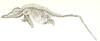 Ichthyosaurus Poster Print by Science Source - Item # VARSCI9N3147