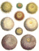 Sea Urchins Poster Print by Science Source - Item # VARSCIJC1090