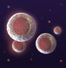 Stem Cells, Illustration Poster Print by Spencer Sutton/Science Source - Item # VARSCIJB2311