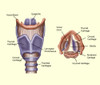 Larynx Poster Print by Spencer Sutton/Science Source - Item # VARSCIBZ4001