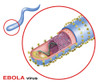 Structure of the Ebola Virus, Illustration Poster Print by Gwen Shockey/Science Source - Item # VARSCIJB3291