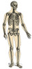 Human Skeleton Poster Print by Science Source - Item # VARSCIBQ2095