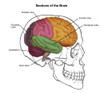 Sections of the Brain Poster Print by Spencer Sutton/Science Source - Item # VARSCIBZ4301