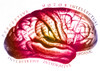 Historical Drawing of Brain Poster Print by Science Source - Item # VARSCIBN9704