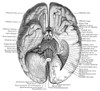 Undersurface of the Brain Poster Print by Science Source - Item # VARSCIBS4903
