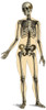 Human Skeleton Poster Print by Science Source - Item # VARSCIBQ2094