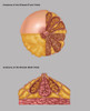 Breast Anatomy, Illustration Poster Print by Gwen Shockey/Science Source - Item # VARSCIJC0948