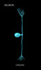 Unipolar Neuron Poster Print by Monica Schroeder/Science Source - Item # VARSCIJC2576