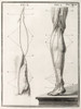Leg Nerve, 18th Century Illustration Poster Print by Science Source - Item # VARSCIJA1828