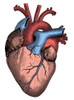 Heart Poster Print by Science Source - Item # VARSCIBQ2813