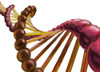 DNA Poster Print by Spencer Sutton/Science Source - Item # VARSCIBW1488