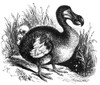 Dodo, Extinct Flightless Bird Poster Print by Science Source - Item # VARSCIBX3733