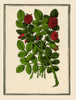 Damask Rose Poster Print by Science Source - Item # VARSCIBP6298