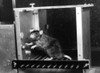 Animal Testing, Rat in Skinner box Poster Print by Science Source - Item # VARSCIAJ483A