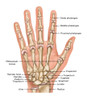 Hand Anatomy, Illustration Poster Print by Gwen Shockey/Science Source - Item # VARSCIJC6319