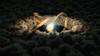 Protoplanetary Disk Poster Print by Science Source