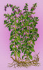 Pennyroyal, Alchemy Plant Poster Print by Science Source - Item # VARSCIBQ9809