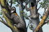 Yellow-Throated Sloths in Trees Poster Print by Science Source - Item # VARSCIJB5414