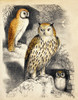 Nocturnal Scene with Three Owls Poster Print by Science Source - Item # VARSCIJB5411