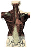 Back Muscles Poster Print by Science Source - Item # VARSCIBQ2115