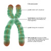 Chromosome Structure, Illustration Poster Print by Gwen Shockey/Science Source - Item # VARSCIJB0084