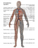 Female Circulatory System Poster Print by Gwen Shockey/Science Source - Item # VARSCIJA8006