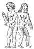 Hermaphroditic Conjoined Twins, 16th Century Poster Print by Science Source - Item # VARSCI9N3015