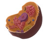 Animal Cell Poster Print by Spencer Sutton/Science Source