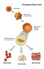 Potential Use for Stem Cells Poster Print by Spencer Sutton/Science Source - Item # VARSCIBY8022