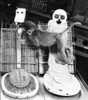 Animal Testing, Maternal Deprivation Poster Print by Science Source - Item # VARSCI9N1896