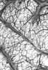 Brain Arteries and Veins Poster Print by Science Source - Item # VARSCIJB2903