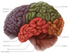 Lobes of the Brain Poster Print by Evan Oto/Science Source
