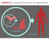 Ebola Virus, Animals to Human Transmission Poster Print by Gwen Shockey/Science Source - Item # VARSCIJB3285