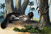 Two Giant Anteaters Feeding on Termites Poster Print by Science Source - Item # VARSCIJB5415