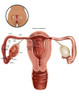 Fertilization Poster Print by Gwen Shockey/Science Source - Item # VARSCIBV7278