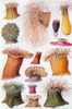 Mediterranean and Atlantic Sea Anemones Poster Print by Science Source - Item # VARSCIJC1100