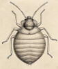 Common Bedbug, Cimex lectularius Poster Print by Science Source