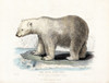 White Polar Bear on Ice Floe Poster Print by Science Source - Item # VARSCIJB5417