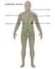 Lymphatic System in Male Anatomy Poster Print by Gwen Shockey/Science Source - Item # VARSCIJA8013
