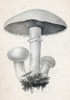 Fungi, Common Field Mushroom Poster Print by Science Source - Item # VARSCIJC1077