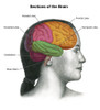 Sections of the Brain Poster Print by Spencer Sutton/Science Source - Item # VARSCIBZ4329