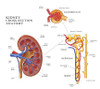 Kidney Anatomy, Illustration Poster Print by Monica Schroeder/Science Source - Item # VARSCIJA7830