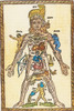 Zodiac Man, 16th Century Poster Print by Science Source - Item # VARSCIBS7766