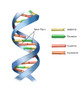 DNA Poster Print by Spencer Sutton/Science Source - Item # VARSCIBY1215