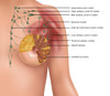 Breast Lymph Nodes, Illustration Poster Print by Gwen Shockey/Science Source - Item # VARSCIJC0965