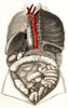 Trachea and Lungs, lllustration Poster Print by Science Source - Item # VARSCIJB6889