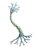 Neuron Cell Poster Print by Spencer Sutton/Science Source - Item # VARSCIJB9164